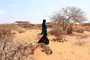 Le Programme alimentaire mondial renforce ses mesures de préparation et de réponse face à la menace d’El Niño, qui pourrait plonger des dizaines de millions de personnes dans l’insécurité alimentaire aiguë