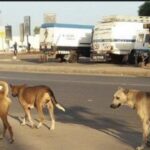 Bignona : une opération d’abattage des chiens errants prévue ce lundi